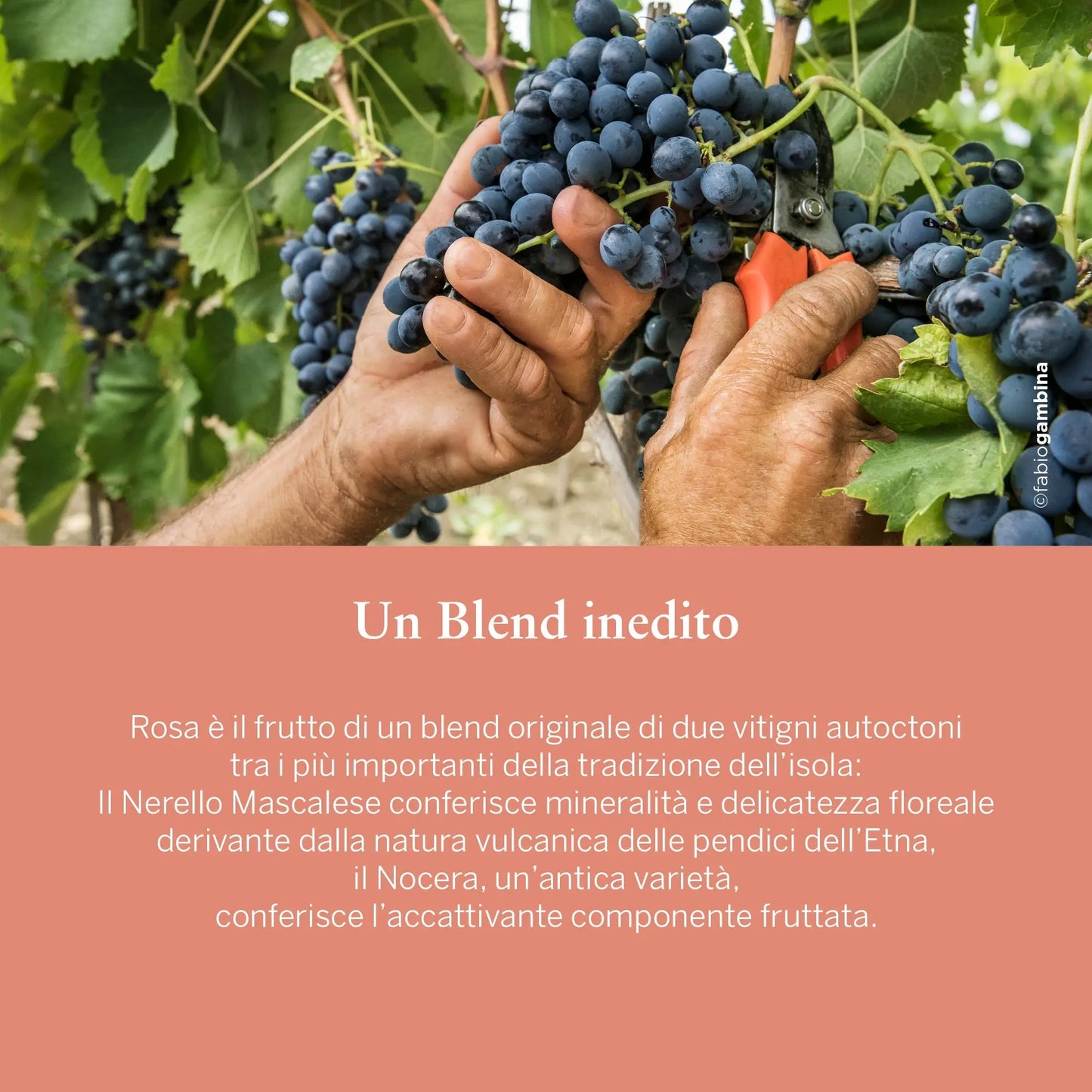 ROSA Dolce&Gabbana e Donnafugata 2020 Sicilia Doc Rosato - in astuccio, 0,75 L Vini e liquori Donnafugata