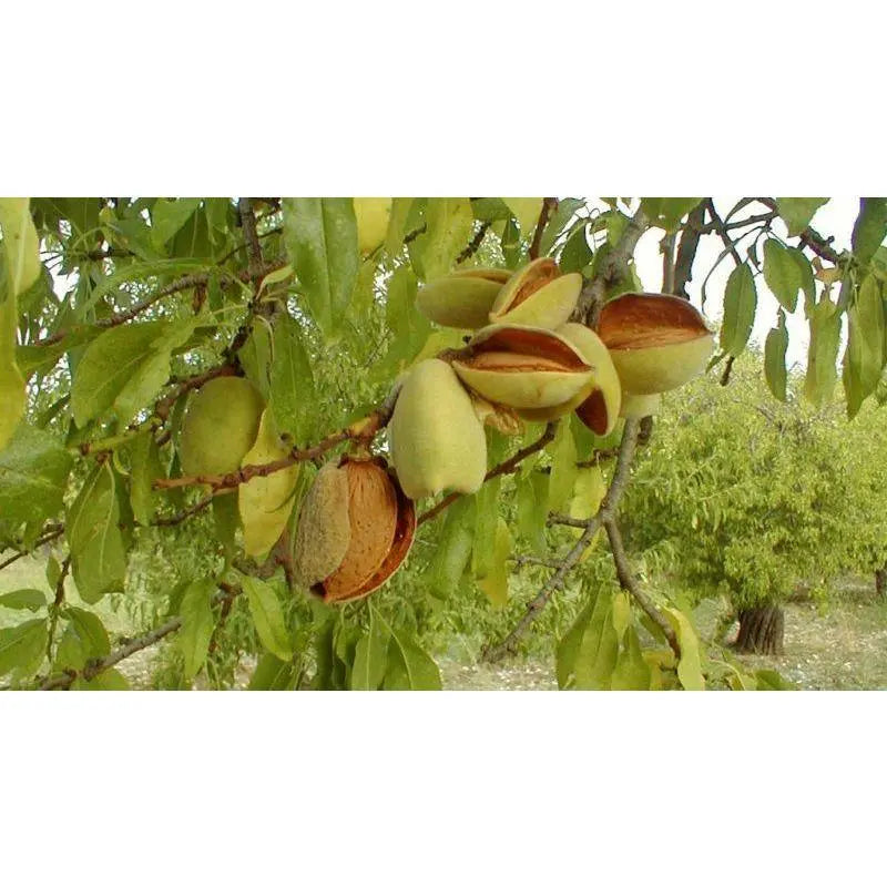 Mandorla di Avola Pizzuta sgusciata e tostata - 150 gr Frutta Secca Food in Sicily